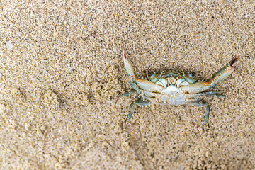 gray little crab is lying on its back against the background of gray sand, the protection is being used by the dead