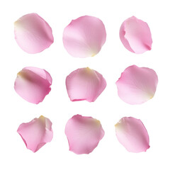 set of pink rose petals on transparent background