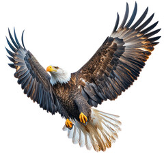 Obraz premium Majestic Bald Eagle in Flight: A Symbol of Freedom and Power
