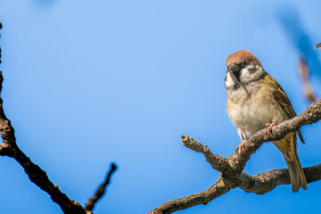 枝にとまるスズメ