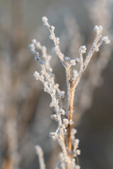 Close-up of ice crystals growing on a dry branch. The picture is in portrait format.