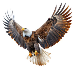 Obraz premium Majestic Bald Eagle in Flight: A Symbol of Freedom and Power