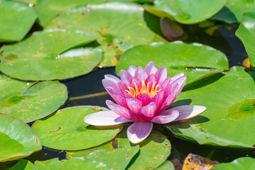 水辺に咲く赤い睡蓮
