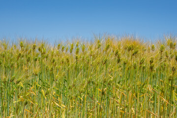 春の麦畑