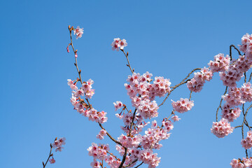 青い空とコシノカモザクラ
