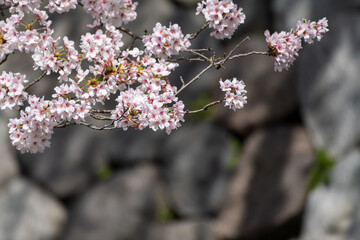 満開の桜と富山城の石垣