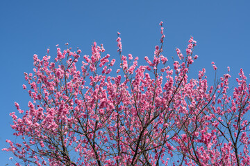 青空と満開の花桃
