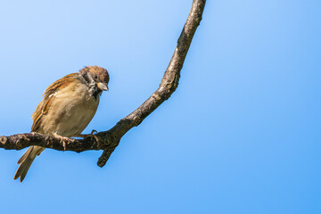枝にとまるスズメ