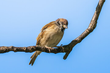 枝にとまるスズメ