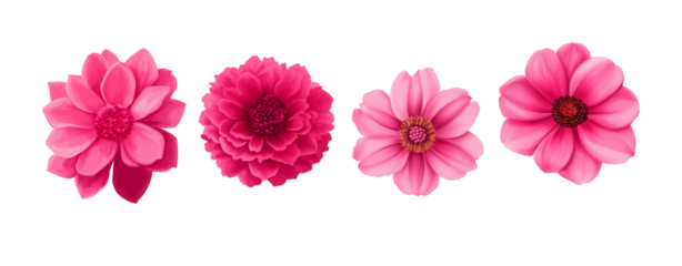 Set of pink flowers isolated on a transparent backgroun - Set of pink flowers isolated on a transparent backgroun 