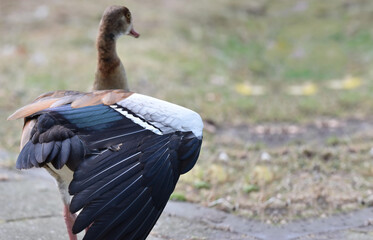 A closeup shot of an Egyptian goose, Alopochen aegyptiaca, in the city, unfolding his wings, with...