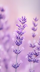 Obraz premium Soft pastel lavender gradient color background