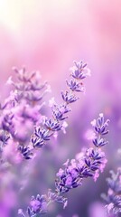 Obraz premium Soft pastel lavender gradient color background