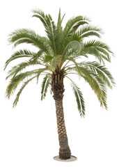 Palm tree is standing alone. On transparent background. Png file