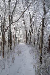 霧氷した雪の森を歩く