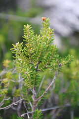 coniferous plant in the mountains macro photography. High quality photo