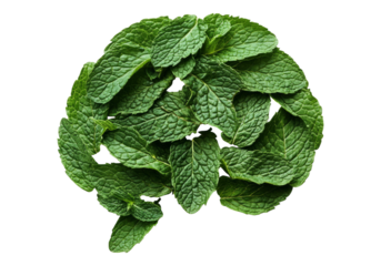 Fresh green mint leaves forming human brain.