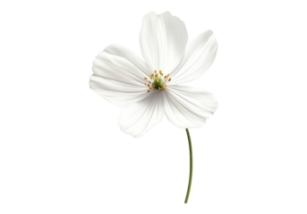Flower of hope.
