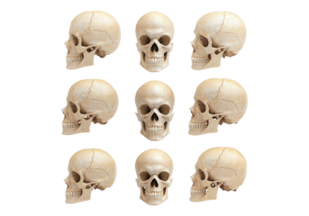 Set of human skull.