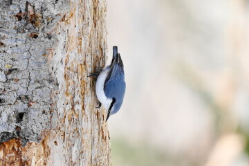 木に止まるゴジュウカラ