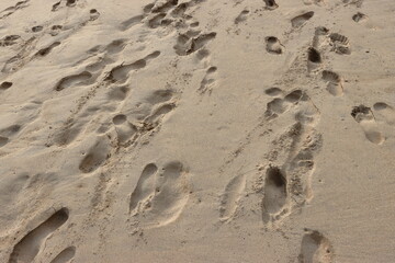 Sand ripples on the beach