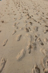 Sand ripples on the beach