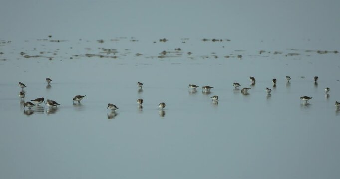 Flock of Dunlins (Calidris alpina), the Camargue in winter, France
