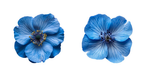 blue flowers isolated on white background