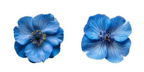 blue flowers isolated on white background