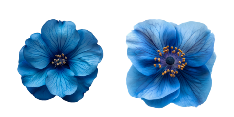 blue flowers isolated on white background