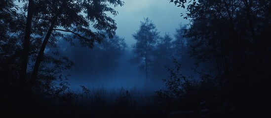 Fototapeta premium Dark, misty forest at twilight.
