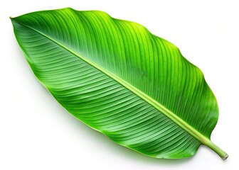 Fototapeta premium Fresh Green Banana Leaf Isolated on White Background - Stock Photo