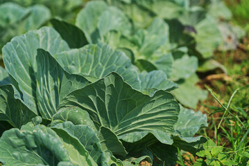Close-up cabbage growing in the garden, vegetables in an organic farm under sunlight image.