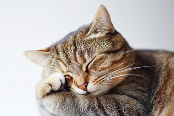 Fototapeta premium A shy, round cat