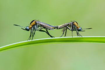 Toxophora amphitea mating