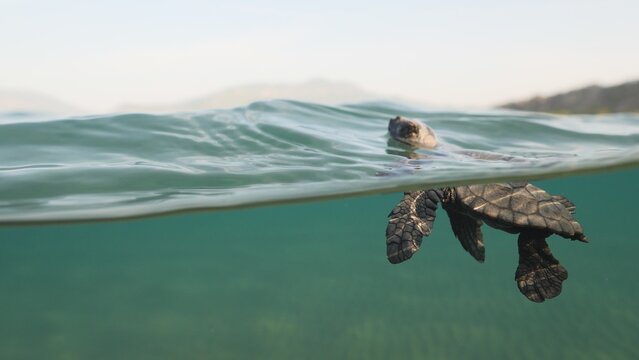 split shot of a baby turtle underwater juvenile caretta