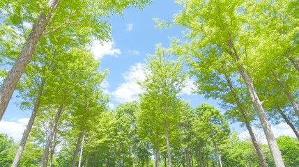 Fototapeta premium Majestic forest canopy, breathtaking view of nature verdant embrace under the azure sky