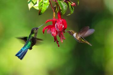 Fiery-throated hummingbird (Panterpe insignis) is a species of hummingbird in the 