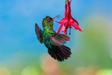 Fiery-throated hummingbird (Panterpe insignis) is a species of hummingbird in the "mountain gems" tribe Lampornithini in subfamily Trochilinae. It is found in Costa Rica and Panama © Miroslav Srb