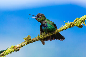 Fototapeta premium Fiery-throated hummingbird (Panterpe insignis) is a species of hummingbird in the 