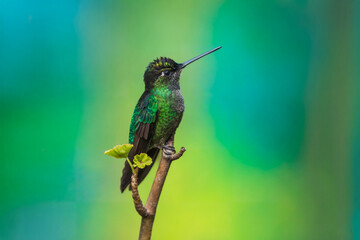 Talamanca hummingbird or admirable hummingbird (Eugenes spectabilis) is a large hummingbird. The admirable hummingbird's range is Costa Rica to Panama