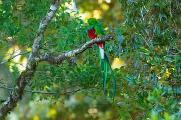 The resplendent quetzal (Pharomachrus mocinno) is a bird in the trogon family. It is found from Chiapas, Mexico to western Panama. Taken in Costa Rica