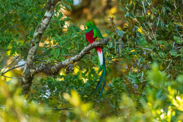 The resplendent quetzal (Pharomachrus mocinno) is a bird in the trogon family. It is found from Chiapas, Mexico to western Panama. Taken in Costa Rica