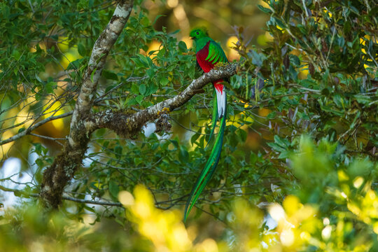 The resplendent quetzal (Pharomachrus mocinno) is a bird in the trogon family. It is found from Chiapas, Mexico to western Panama. Taken in Costa Rica