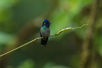 Violet-headed Hummingbird Klais guimeti, Beautiful bird at San Gerardo de Dota, Wildlife and birdwatching in Costa Rica.