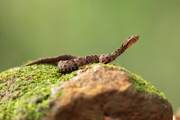 Bothrops asper is a highly venomous pit viper species ranging from southern Mexico to northern South America and is considered to be one of the most dangerous snakes in the western hemisphere.