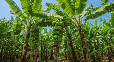 Lush tropical banana plantation with ripe banana bunch and natural green foliage showcasing farming and agricultural sustainability