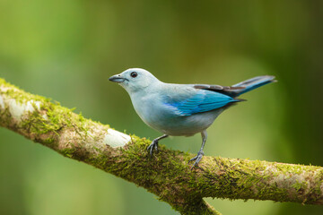 Blue-gray tanager (Thraupis episcopus) is a medium-sized South American songbird of the tanager family, Thraupidae. Its range is from Mexico south to northeast Bolivia and northern Brazil