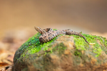 Bothrops asper is a highly venomous pit viper species ranging from southern Mexico to northern South America and is considered to be one of the most dangerous snakes in the western hemisphere.
