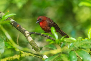 The red-throated ant tanager (Habia fuscicauda) is a medium-sized passerine bird. This species is a resident breeder on the Caribbean slopes from southeastern Mexico to eastern Panama.